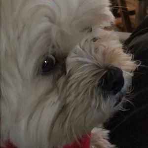 Meet your Posher, Davdavid